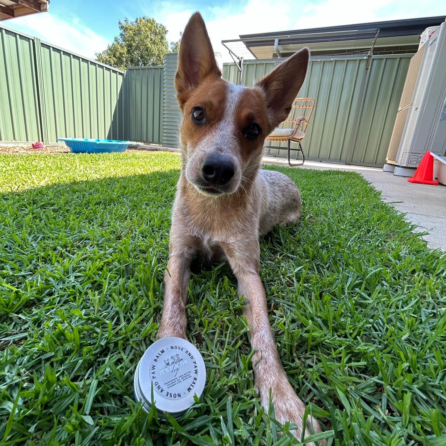 Nose and Paw Balm 50g