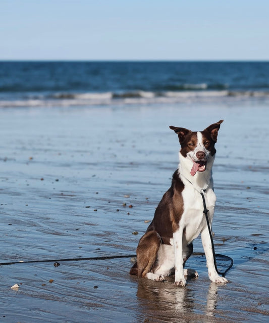 5 Meter Long Line (Made To Order)